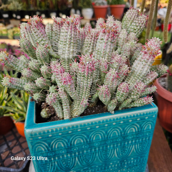 Euphorbia Mammillaris Corn Cob