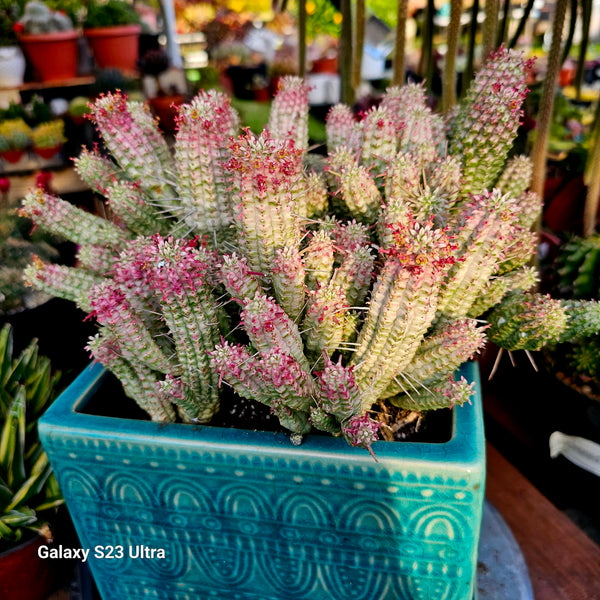 Euphorbia Mammillaris Corn Cob