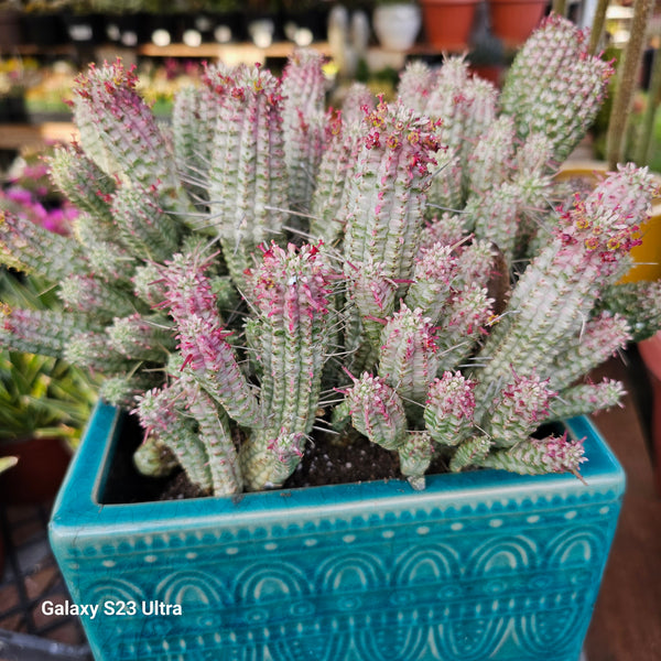 Euphorbia Mammillaris Corn Cob