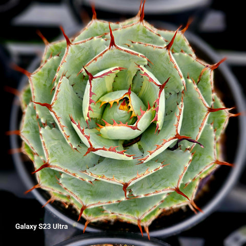 Agave Lucky Charm Century (Hybrid  kissho khan