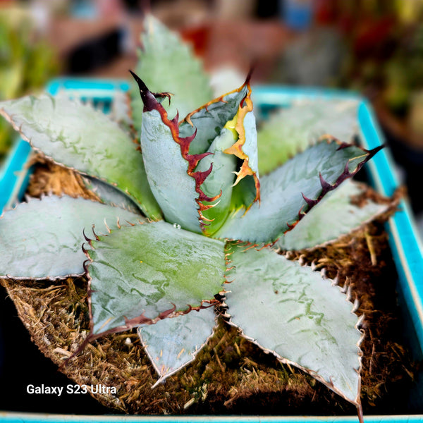 Agave titanota "black and blue"