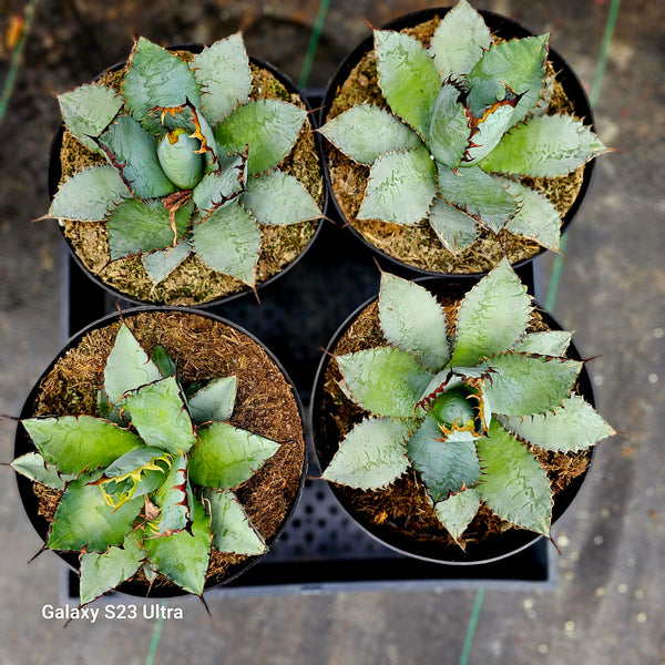 Agave titanota "black and blue"