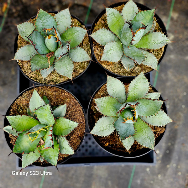 Agave titanota "black and blue"