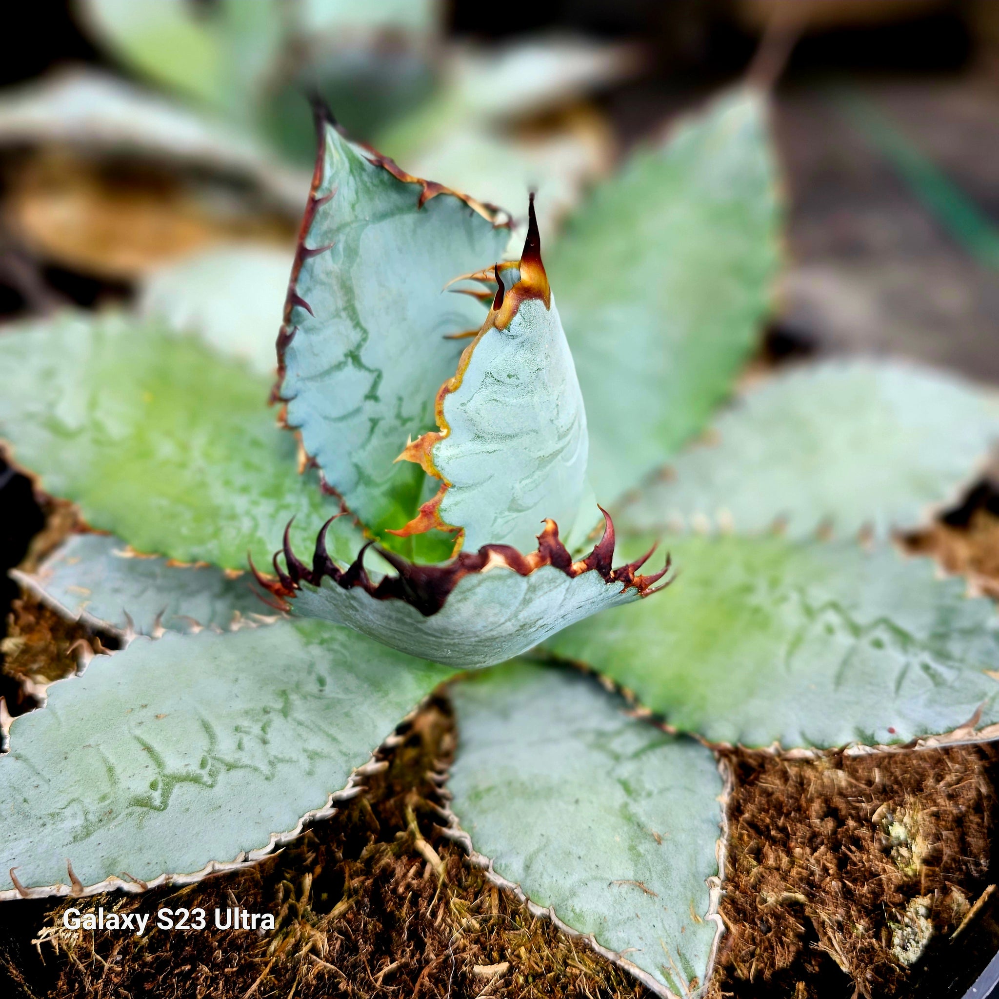 Agave titanota "black and blue"