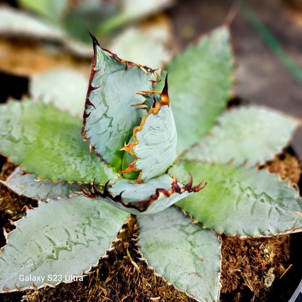 Agave titanota "black and blue"