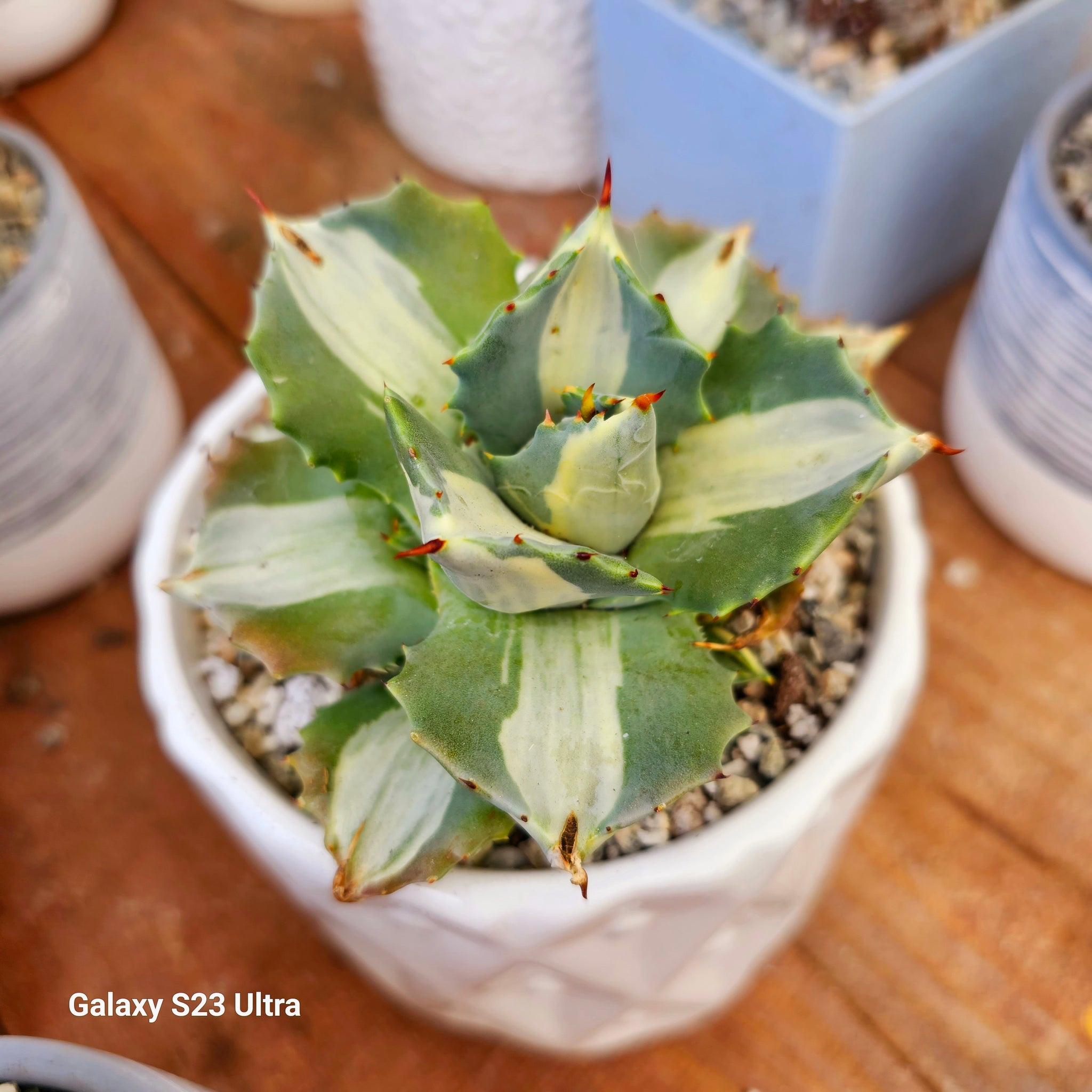 Agave Shoji Raijin white variegated