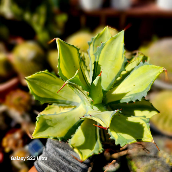 Agave parrasana 'Raiko Nishiki'