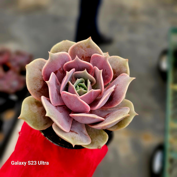 Echveria Pink Lola