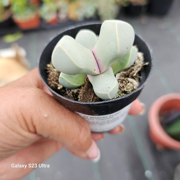 Lithops Lapidaria Margaretae