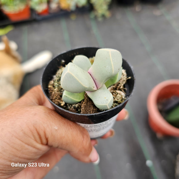 Lithops Lapidaria Margaretae