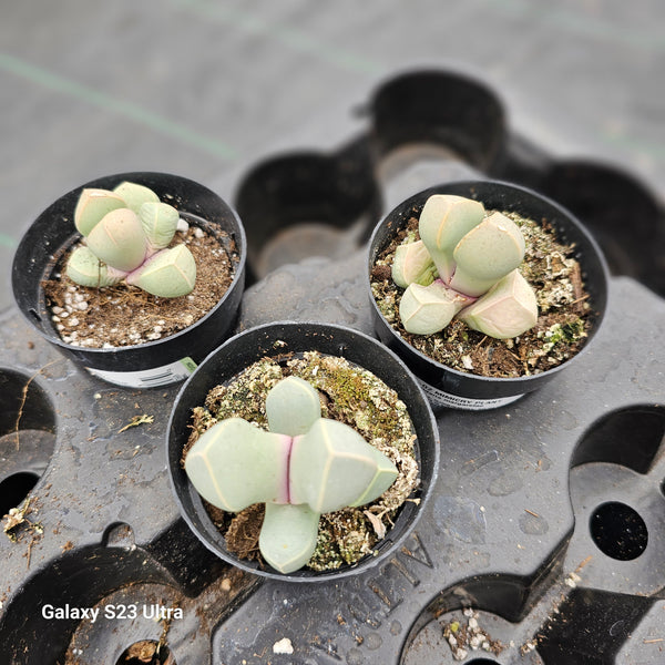 Lithops Lapidaria Margaretae