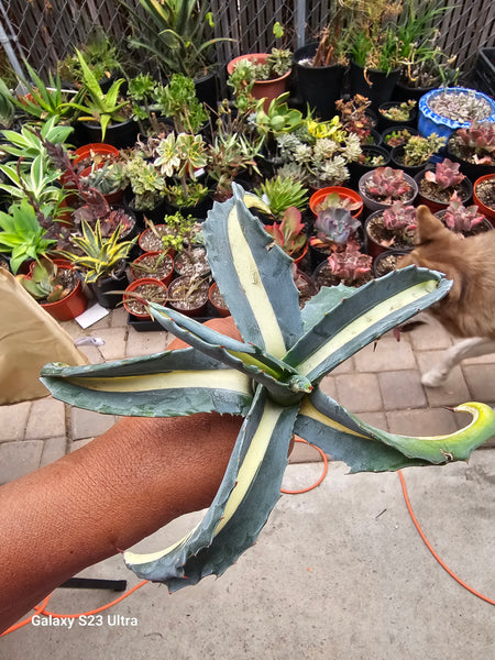 Agave mediopicta Alba