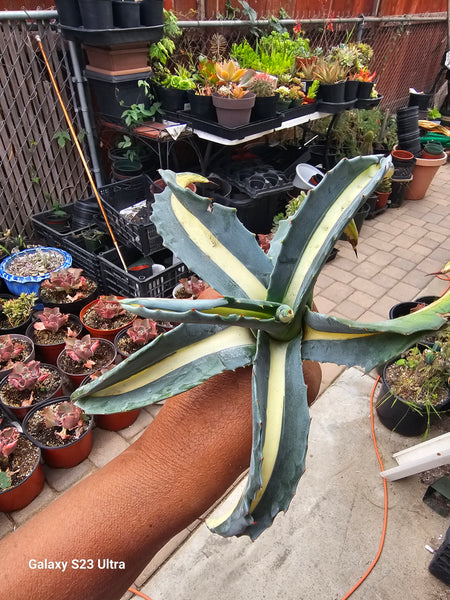 Agave mediopicta Alba