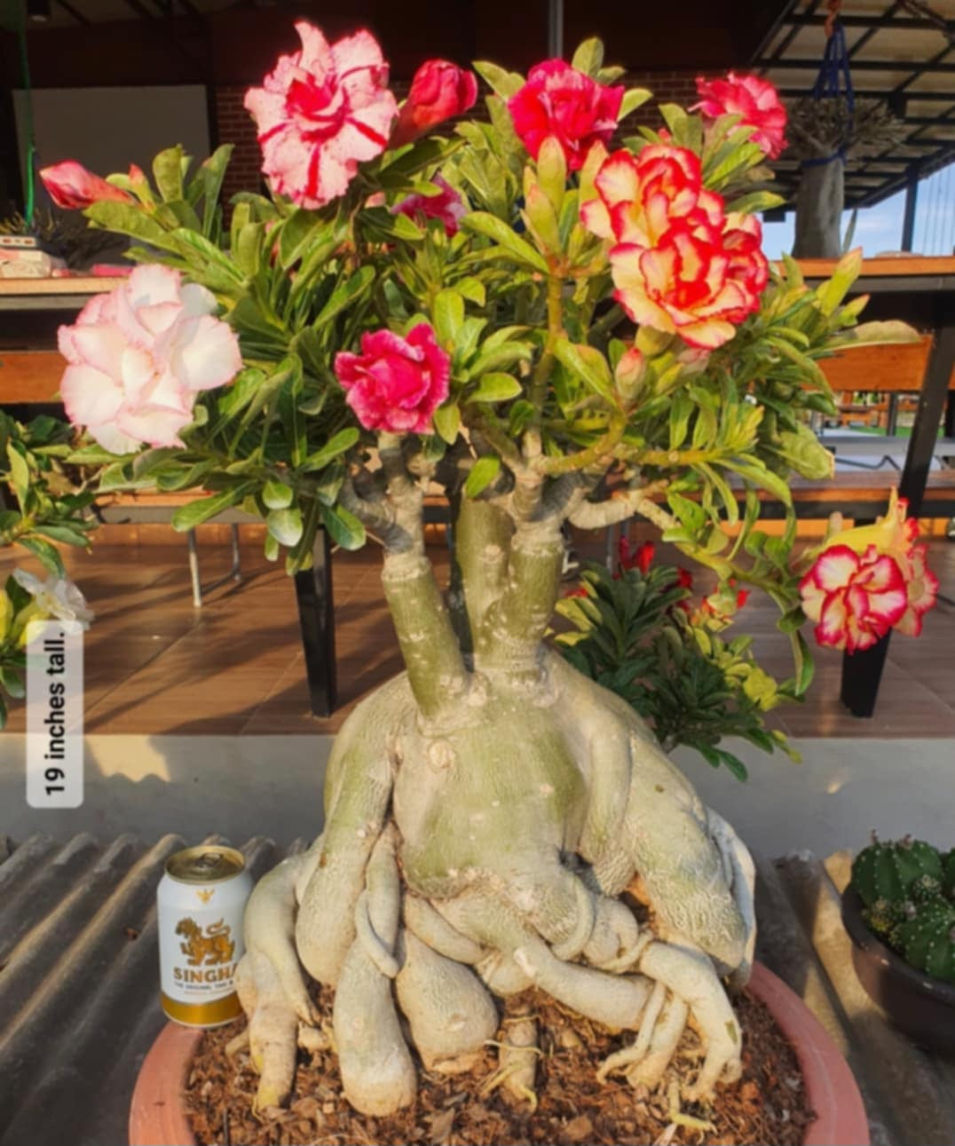 Adenium obesum