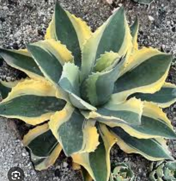 agave ovatifolia whale's tongue