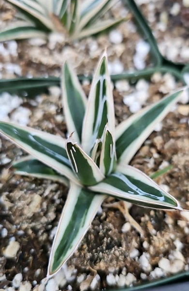 Agave white Rhino 5"