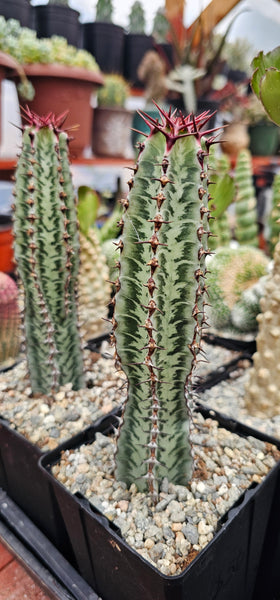 Rare Euphorbia confinalis ssp. Rhodesia variegata 'Zebra'