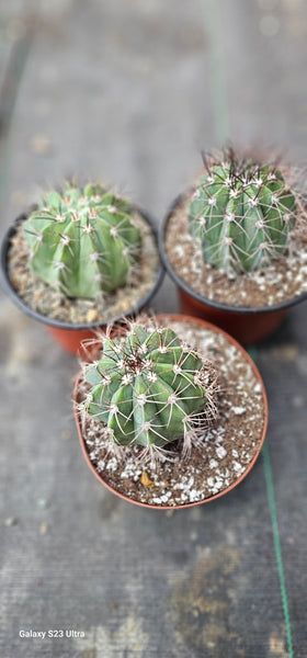 Melocactus Warasii