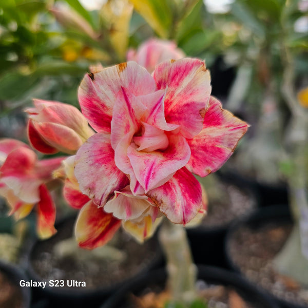 Adenium obesum