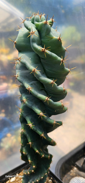 SPIRAL CACTUS