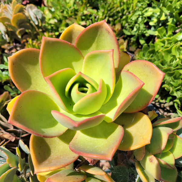 Aeonium Nobile