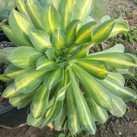 Aeonium Starburst