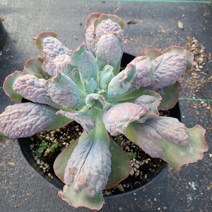 Echeveria Linguas Rare Import