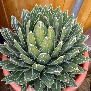 Agave Reginae Victoria