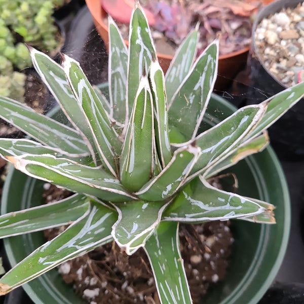 Agave Reginae Victoria