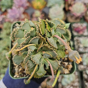 Lithops Aloinopsis Malherbei