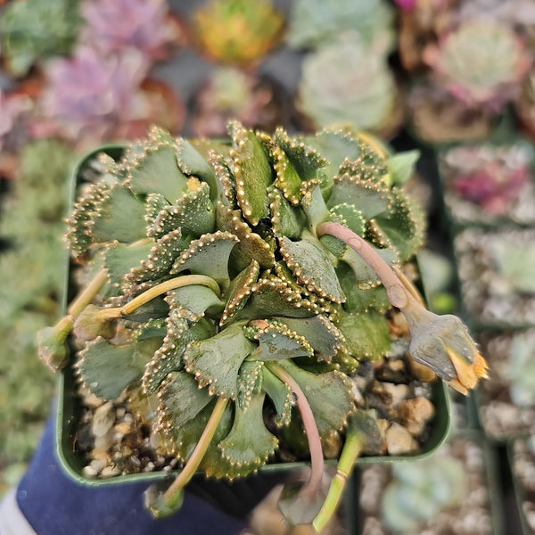 Lithops Aloinopsis Malherbei