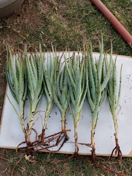 Aloe "Blue Elf"