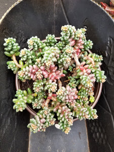 Sedum furfuraceum (Bonsai Sedum