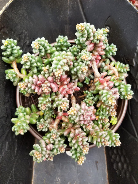 Sedum furfuraceum (Bonsai Sedum