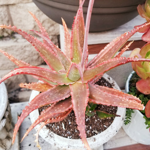 Aloe "Marco"