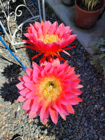 Trichocereus cv ‘Flying Saucer’ Cactus 3gal