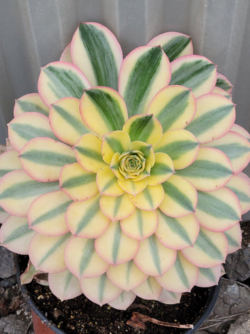 Aeonium Sunburst