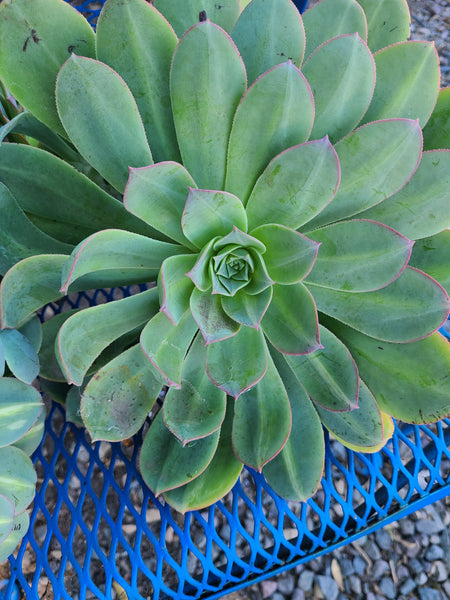 Aeonium Hierrense