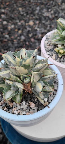 agave isthmensis 'ohi raijin' variegated