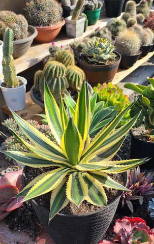 Agave lophantha ‘Quadricolor’

5gal.