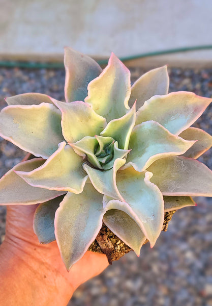 Echeveria Madiba