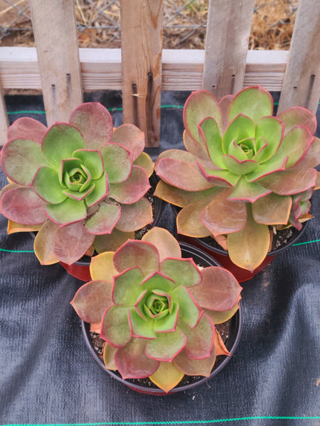 Aeonium Nobile