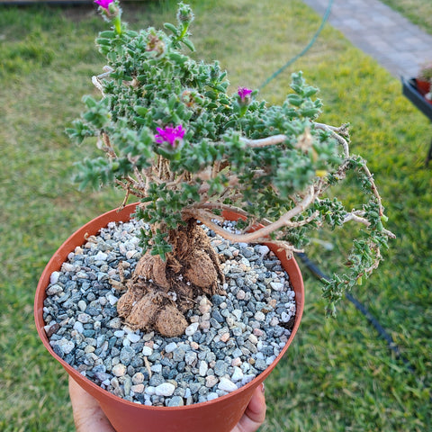 Trichodiadema bulbosum 'African Bonsai,  “