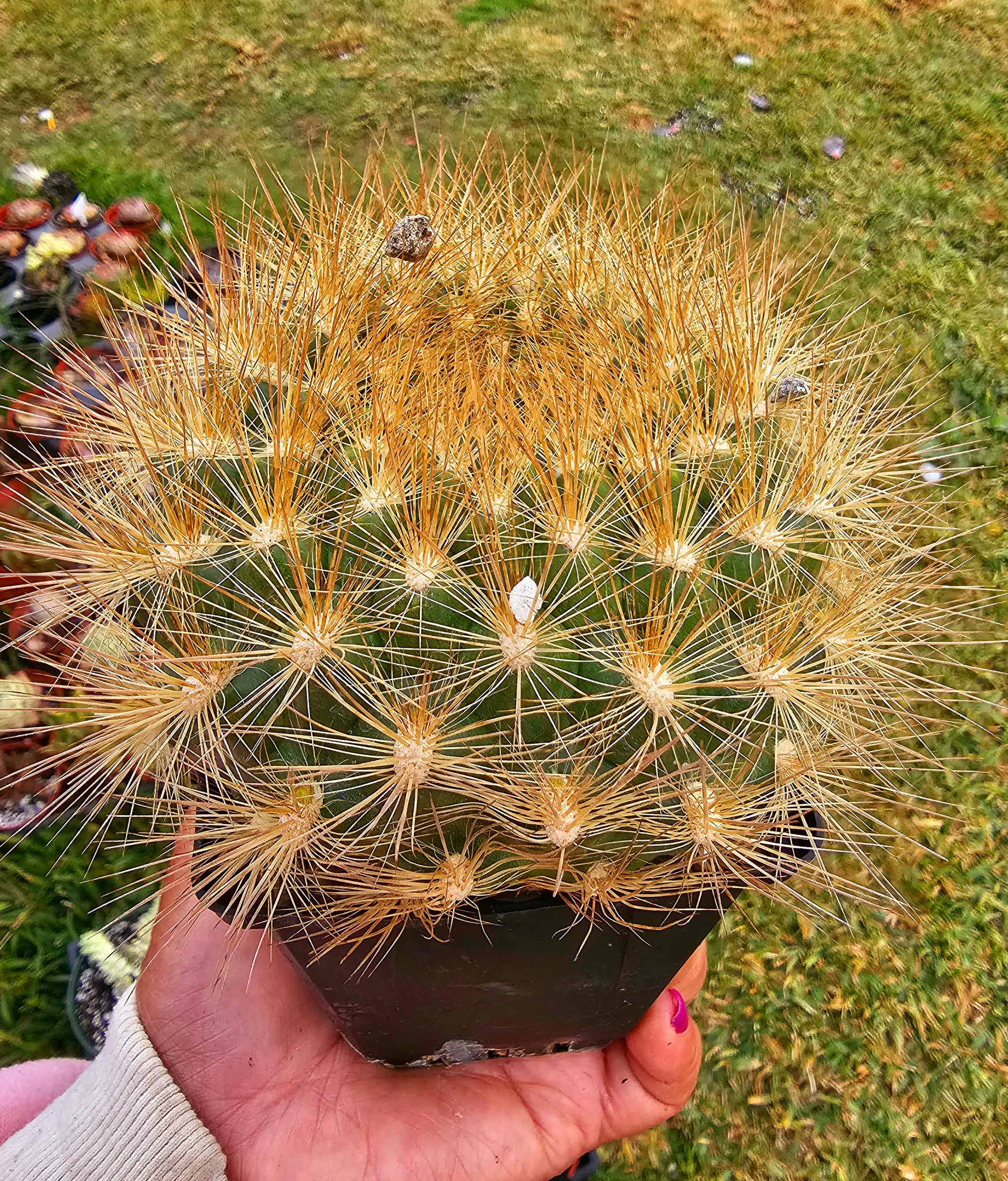 -Cacti /
Neochilenia chilensis flaviflora