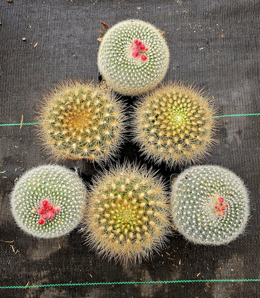 -Cacti /
Neochilenia chilensis flaviflora