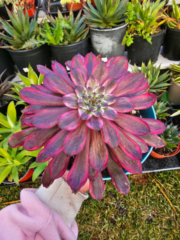 Aeonium Lovely pink 1gal.