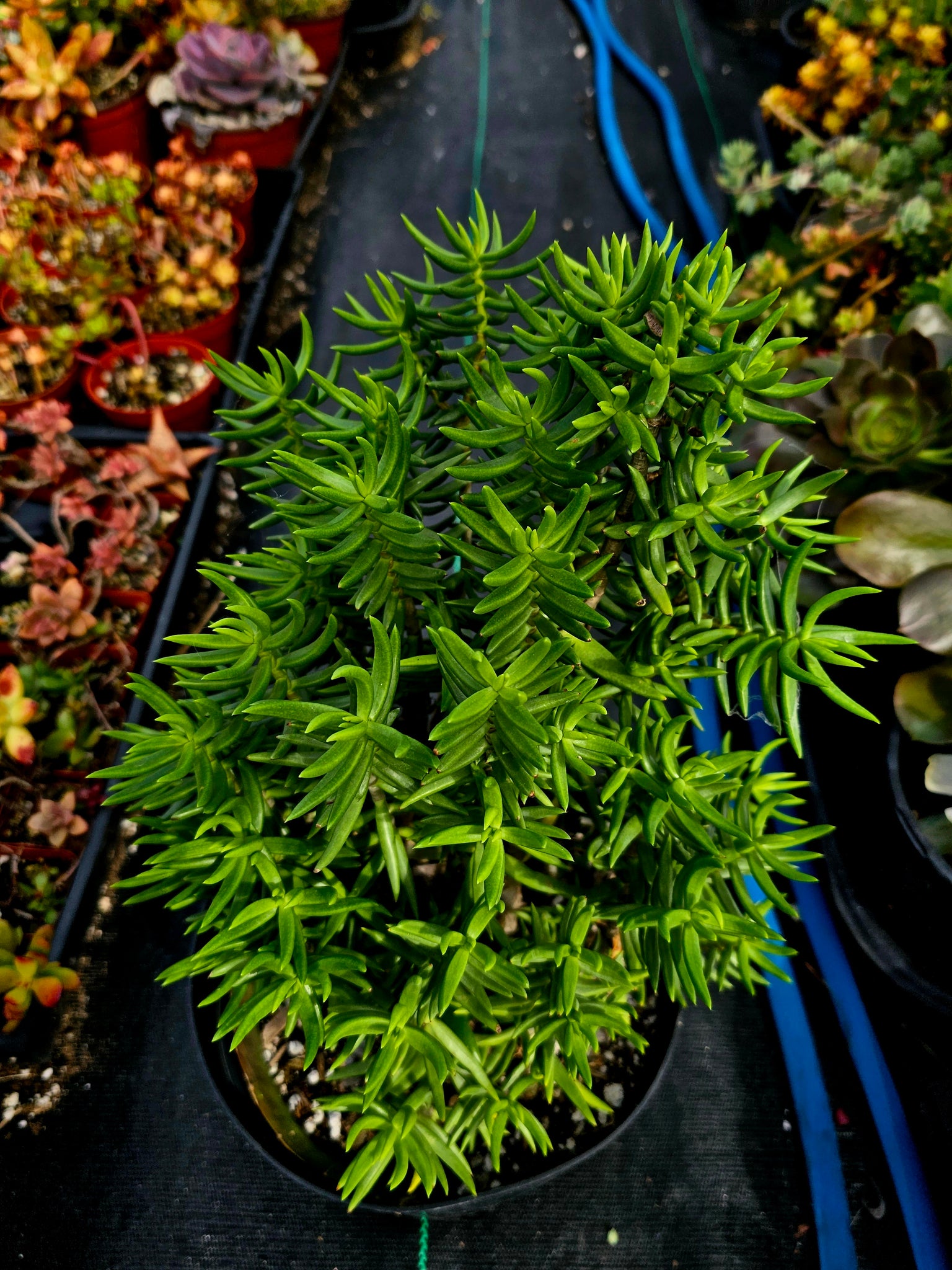 Crassula Tetragona "Mini Pine Tree"