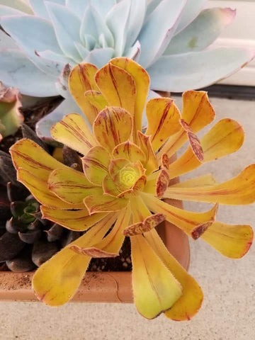 Aeonium Purdy Plum