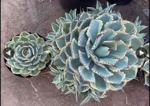 Agave "Kissho Kan"