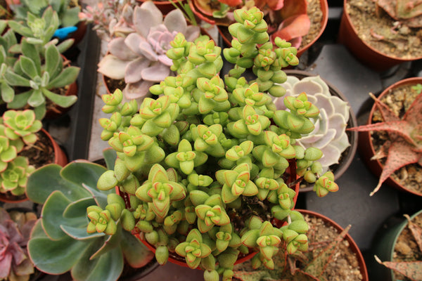 Crassula Brevifolia